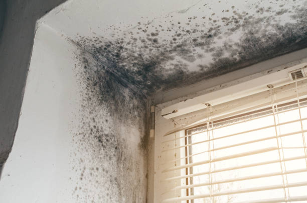Affordable Mold Inspection And Testing solutions in Sanford, NC